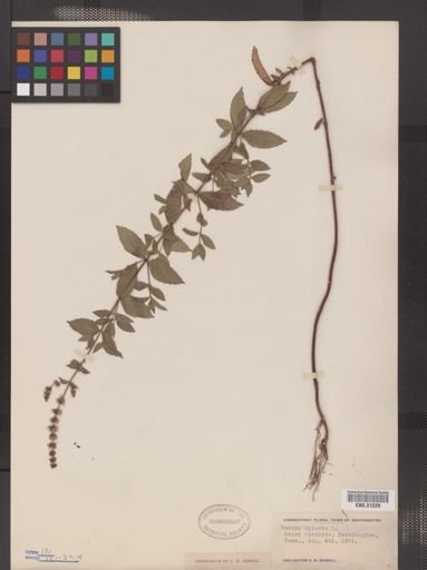 Mentha spicata