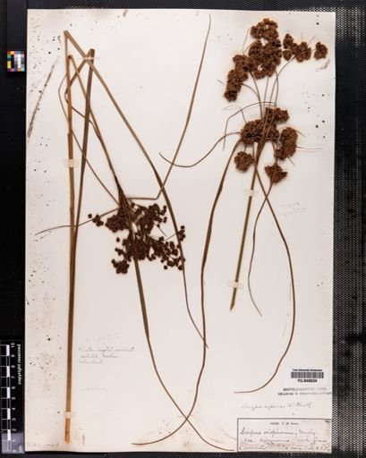 Scirpus cyperinus