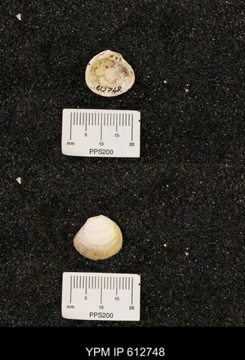 Corbicula sp.