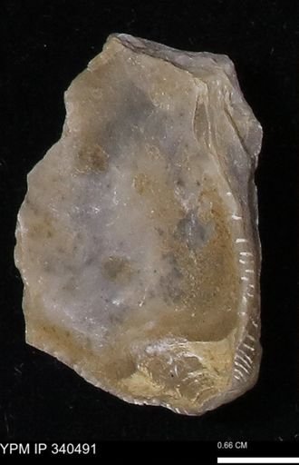 Ostrea glabra