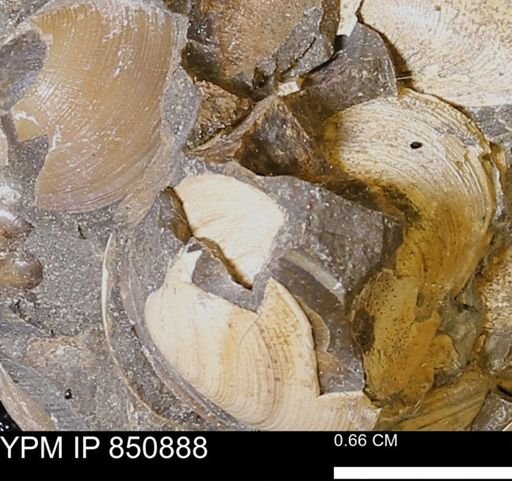 Limopsis striatopunctatus