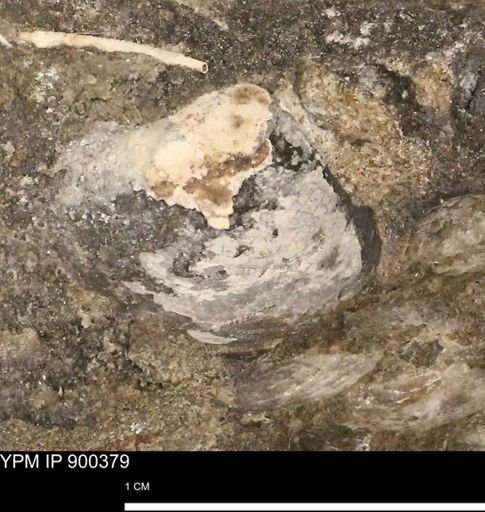 undet. Bivalvia