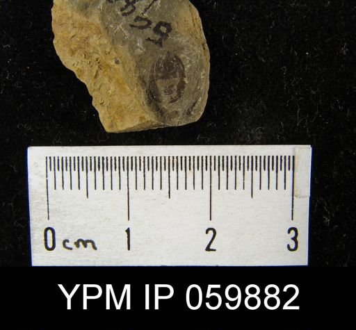 Lingula sp.