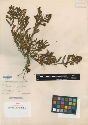 Penstemon kingii