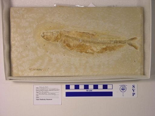 Leptolepis sprattiformis