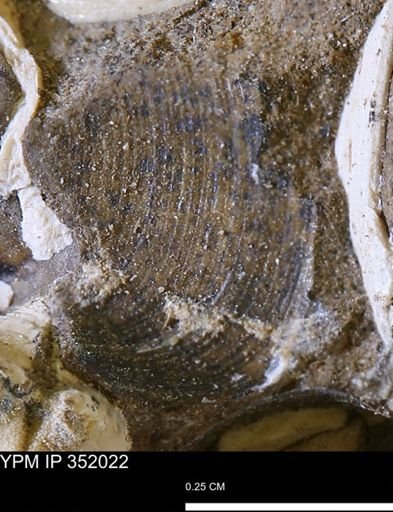 Limopsis striatopunctatus
