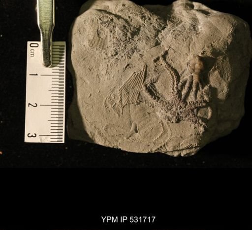 cf. Vandelooaster