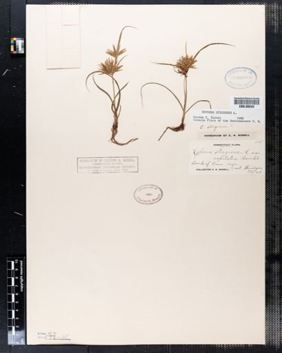 Cyperus strigosus