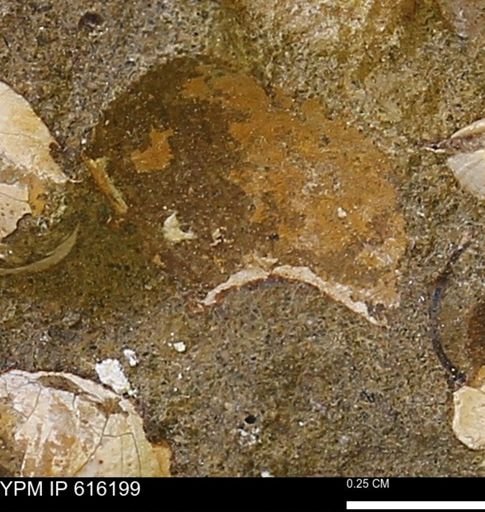 Protocardia subquadrata