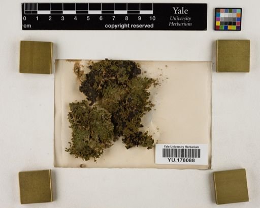 Plantae