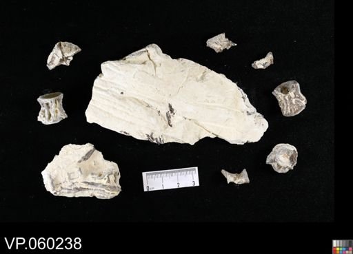 undet. Actinopterygii