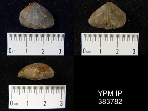 Rhynchonella sp.