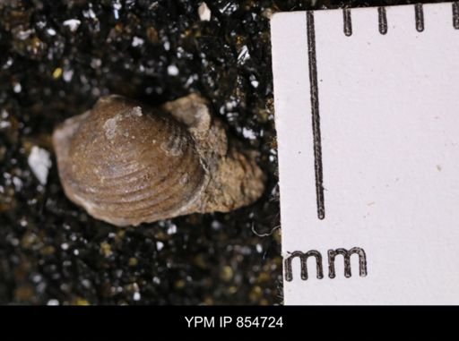 Cuspidaria moreauensis