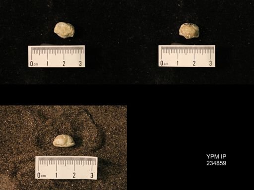 Marginifera fragilis