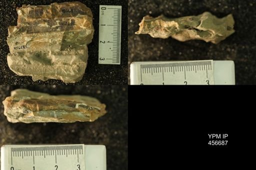 Baculites sp.