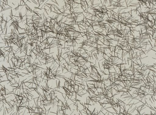 Isodictya deichmannae