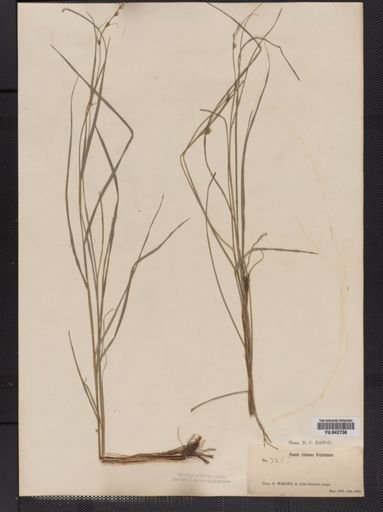 Plantae