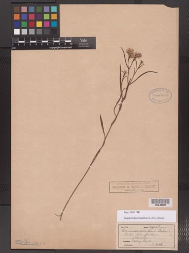 Symphyotrichum tenuifolium