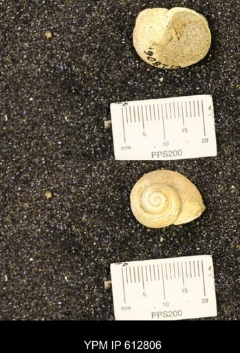Vanikoropsis sp.