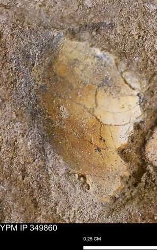 undet. Bivalvia