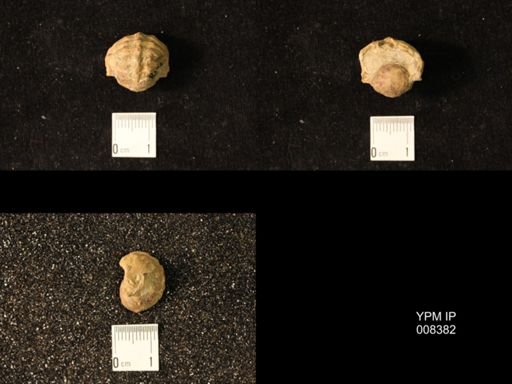 Pharkidonotus percarinatus