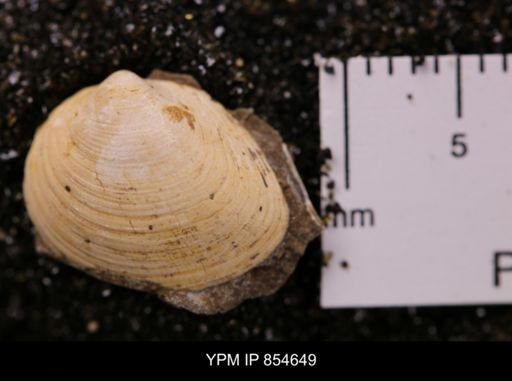 Limopsis striatopunctatus