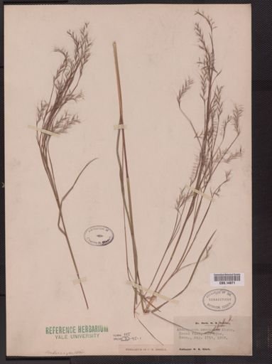 Schizachyrium scoparium