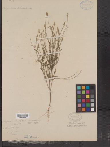 Polygala verticillata