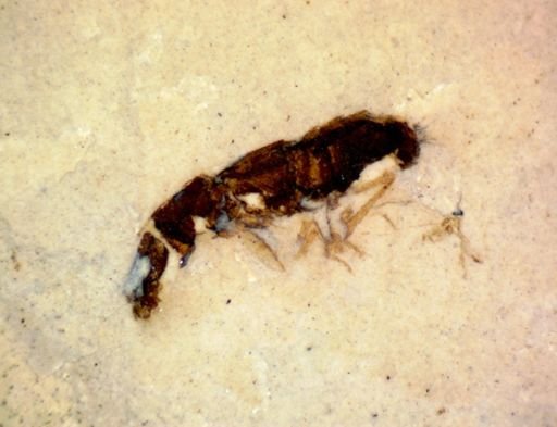 Coleoptera?