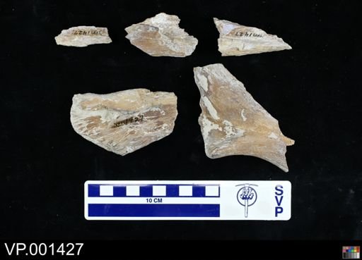 Platecarpus planifrons