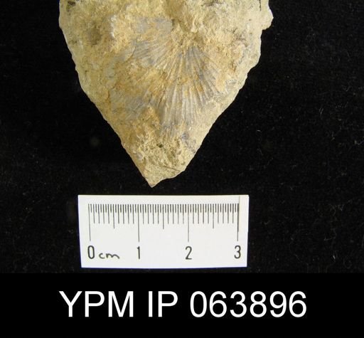 Strophonella roemeri