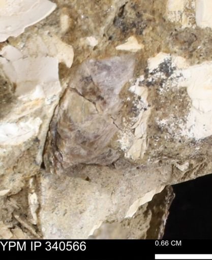 Ostrea glabra