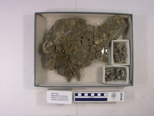 Stegosaurus sulcatus