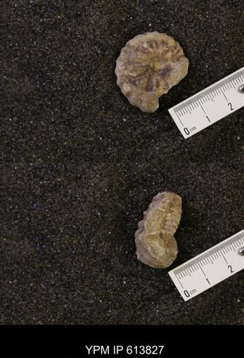 Neogastroplites sp.
