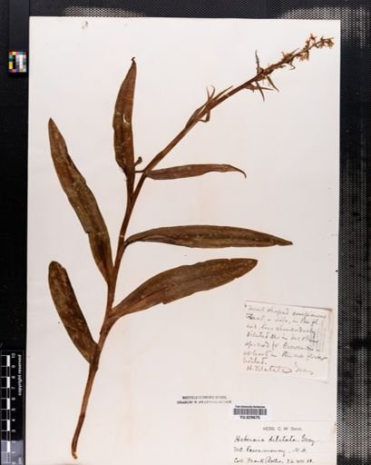 Habenaria