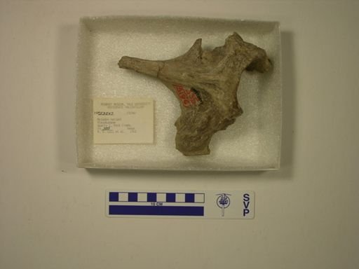 Mylodon harlani