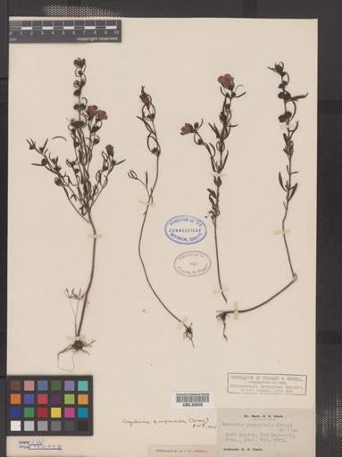 Agalinis paupercula