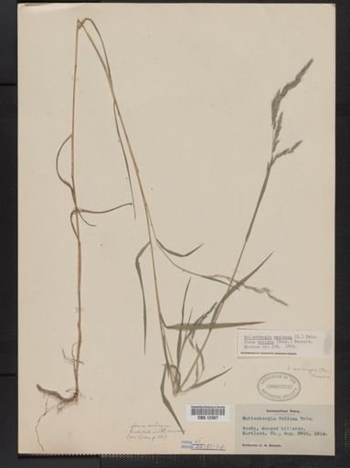Muhlenbergia mexicana