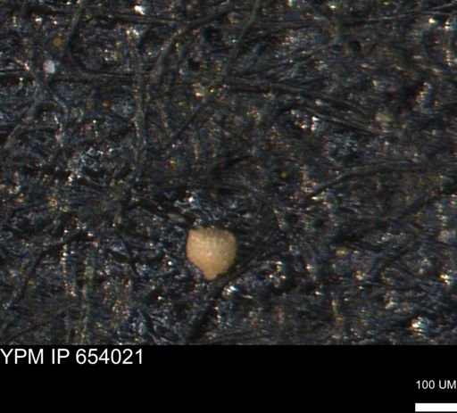 Clathrocyclas (Clathrocyclas) irrasa