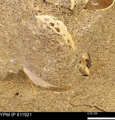Protocardia subquadrata