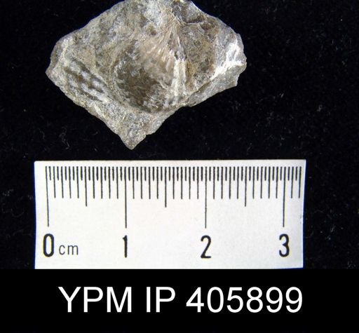 Anoplotheca hemispherica