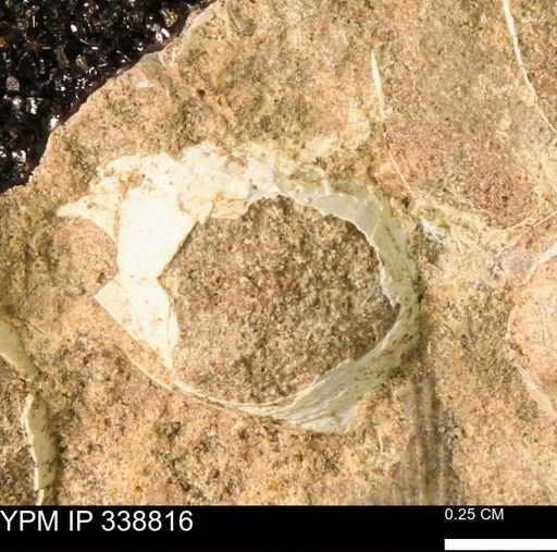 undet. Mollusca