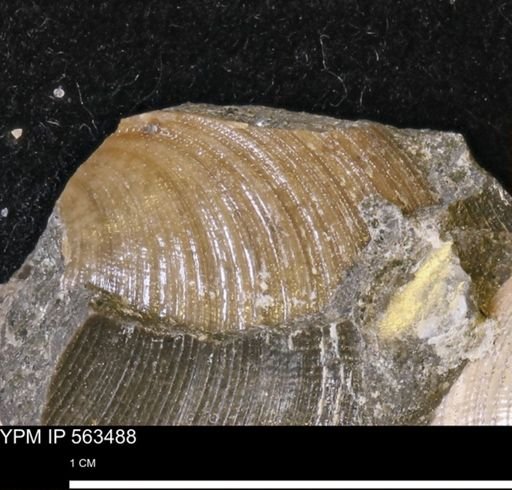 Limopsis striatopunctatus