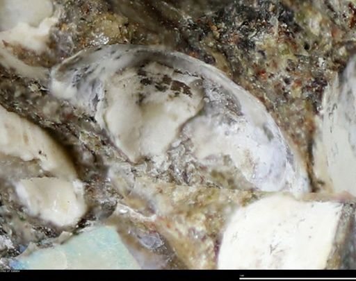 Corbulamella gregaria