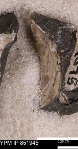 undet. Bivalvia