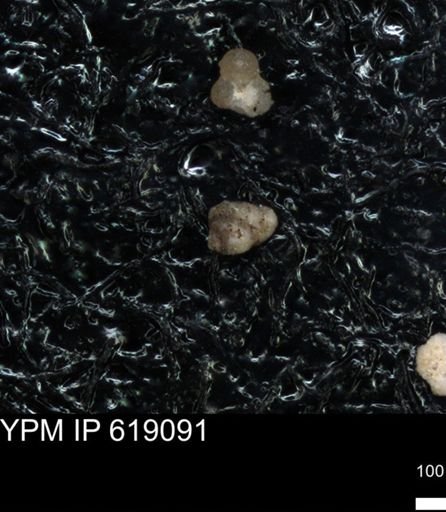 undet. Foraminiferida