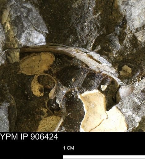 undet. Gastropoda