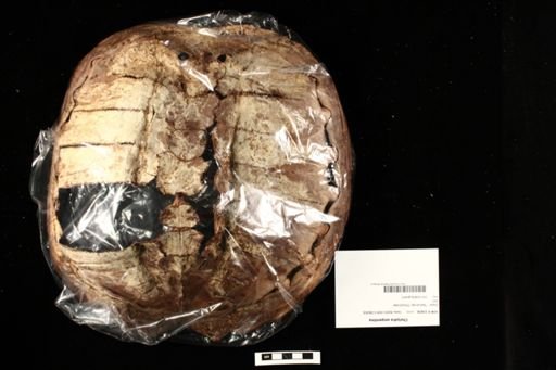 Chelydra serpentina