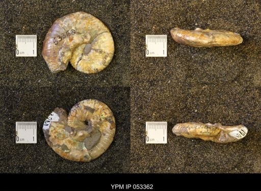 Discoscaphites conradi