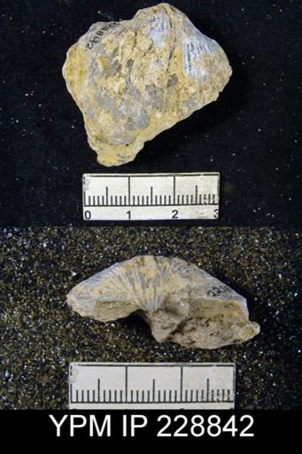 Neospirifer triplicatus